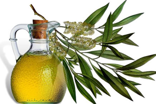 eucalyptus essential oil uses and benefits